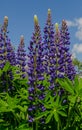 Field of violet lupines longing for blue sky, close up