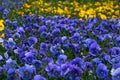 Field of violet pansies. Floral pattern. Flower background, decoration, design. Purple viola. Spring season. Heartsease, pansy clo