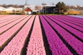 Field of violet and pink flowers Royalty Free Stock Photo