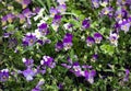 Flowerbed of multicolored viola tricolor in summer. Royalty Free Stock Photo