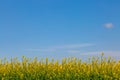 A Canola/Oilseed Crop Royalty Free Stock Photo