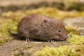 Field Vole Royalty Free Stock Photo