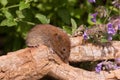Field Vole Royalty Free Stock Photo
