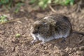 Field vole