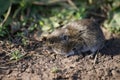 Field vole