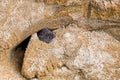 Field vole hiding in safety