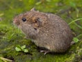 Field vole (Microtus agrestis) Royalty Free Stock Photo