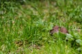 Field Vole Microtus agrestis Royalty Free Stock Photo