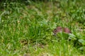 Field Vole Microtus agrestis Royalty Free Stock Photo