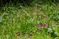 Field Vole Microtus agrestis Royalty Free Stock Photo