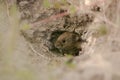 Field vole Microtus agrestis emerging from hole