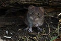 Field vole, Microtus agrestis Royalty Free Stock Photo