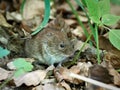 Field Vole (microtus agrestis) Royalty Free Stock Photo