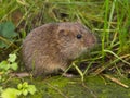 Field vole (Microtus agrestis)