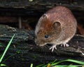 Field vole, Microtus agrestis Royalty Free Stock Photo