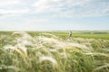 The field of the waddle bathed in the rays of the setting sun and a couple in love walking on it