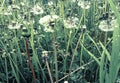 Dandelions after rain Royalty Free Stock Photo