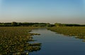 Field of water chestnuts