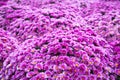 Field waves, composed of chrysanthemum flowers bright pink. Floriculture, agriculture