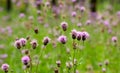 Field of Wavy-Leaf Thistle Bloom Pink In Summer