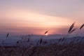 Field of weath at sunset in Montagano, Campobasso, Molise, Italy Royalty Free Stock Photo