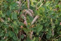 Field weed, bindweed in a field wheat Royalty Free Stock Photo