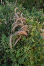 Field weed, bindweed in a field among wheat ears, weeds entangle wheat