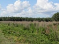 Field weeds trees in far background Royalty Free Stock Photo