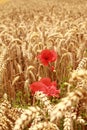 Field of wheat