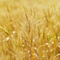 Field of wheat. Royalty Free Stock Photo