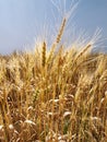 Field of wheat. Royalty Free Stock Photo