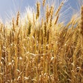 Field of wheat. Royalty Free Stock Photo