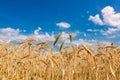 Field of wheat against the sky.