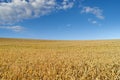 Field of wheat on the background of the blue sky Royalty Free Stock Photo