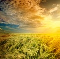 Field of wheat on a background sunrise Royalty Free Stock Photo
