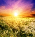 Field of wheat on a background sunrise Royalty Free Stock Photo