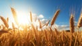Ripe Wheat In A Sunlit Field: Uhd Image With National Geographic Aesthetics