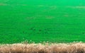 Field of wheat