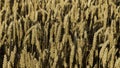 A field of Wheat on a beautiful summer evening Royalty Free Stock Photo