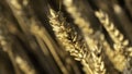 A field of Wheat on a beautiful summer evening Royalty Free Stock Photo