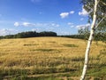 A field of wheat, Birch sky