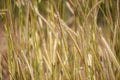 Wheat blowing in the winds Royalty Free Stock Photo