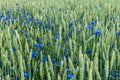 Field of wheat with blue bonnet flowers mixed with green straws