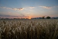 A field of wheat on the border to the city with houses visible on the horizon while a beautiful sunset is displayed above Lund,