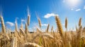 Mythic Symbolism: Ripe Wheat Field Under Clear Blue Sky Royalty Free Stock Photo