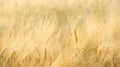 Field of wheat closeup with long fuzzy beards