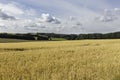 A field of Wheat on a cloudy day in Rugen Island, Germany