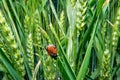 Field with wheat and cockchafer May bug or doodlebug Royalty Free Stock Photo