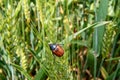 Field with wheat and cockchafer May bug or doodlebug Royalty Free Stock Photo