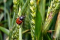 Field with wheat and cockchafer May bug or doodlebug Royalty Free Stock Photo